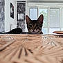 animal, background, blinds, cat, curious, ears, face, focused, furniture, home, indoor, light, looking, modern_interior, pet, room, tabby, table, window, wood_texture
