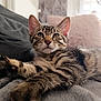 cat, tabby, kitten, pet, indoor, relaxed, stretching, feline, whiskers, ears, fur, cozy, blanket, pillow, home, gray, cute, young, animal, portrait