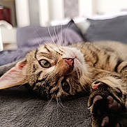 Alix a rejoint le concours — aidez-le/la à gagner de superbes lots ! cat, tabby, paw, whiskers, close_up, pet, animal, feline, relaxed, soft, blanket, indoor, cute, fur, portrait, laying_down, cozy, domestic, sleepy