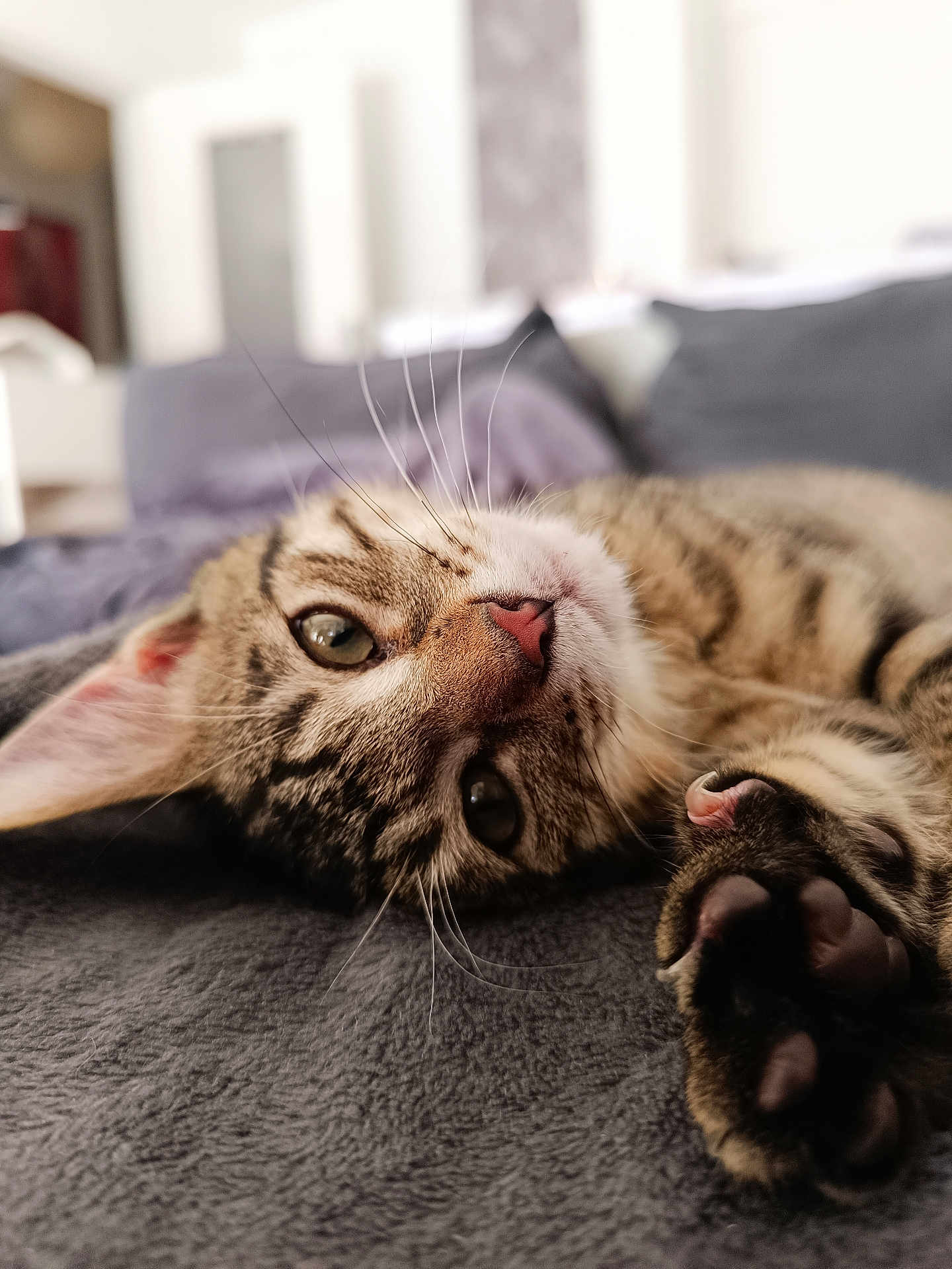 Alix a rejoint le concours — aidez-le/la à gagner de superbes lots ! cat, tabby, paw, whiskers, close_up, pet, animal, feline, relaxed, soft, blanket, indoor, cute, fur, portrait, laying_down, cozy, domestic, sleepy