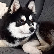 Olie participe au concours pour gagner de l'argent avec cette photo : dog, canine, pet, black_and_white, fur, fluffy, couch, indoor, relaxed, laying_down, ears, nose, animal, mammal, companion, domestic, cute, portrait, side_view, resting