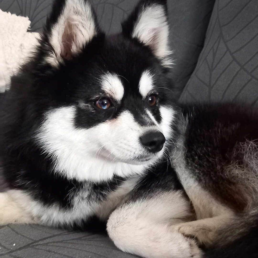 Olie participe au concours pour gagner de l'argent avec cette photo : dog, canine, pet, black_and_white, fur, fluffy, couch, indoor, relaxed, laying_down, ears, nose, animal, mammal, companion, domestic, cute, portrait, side_view, resting