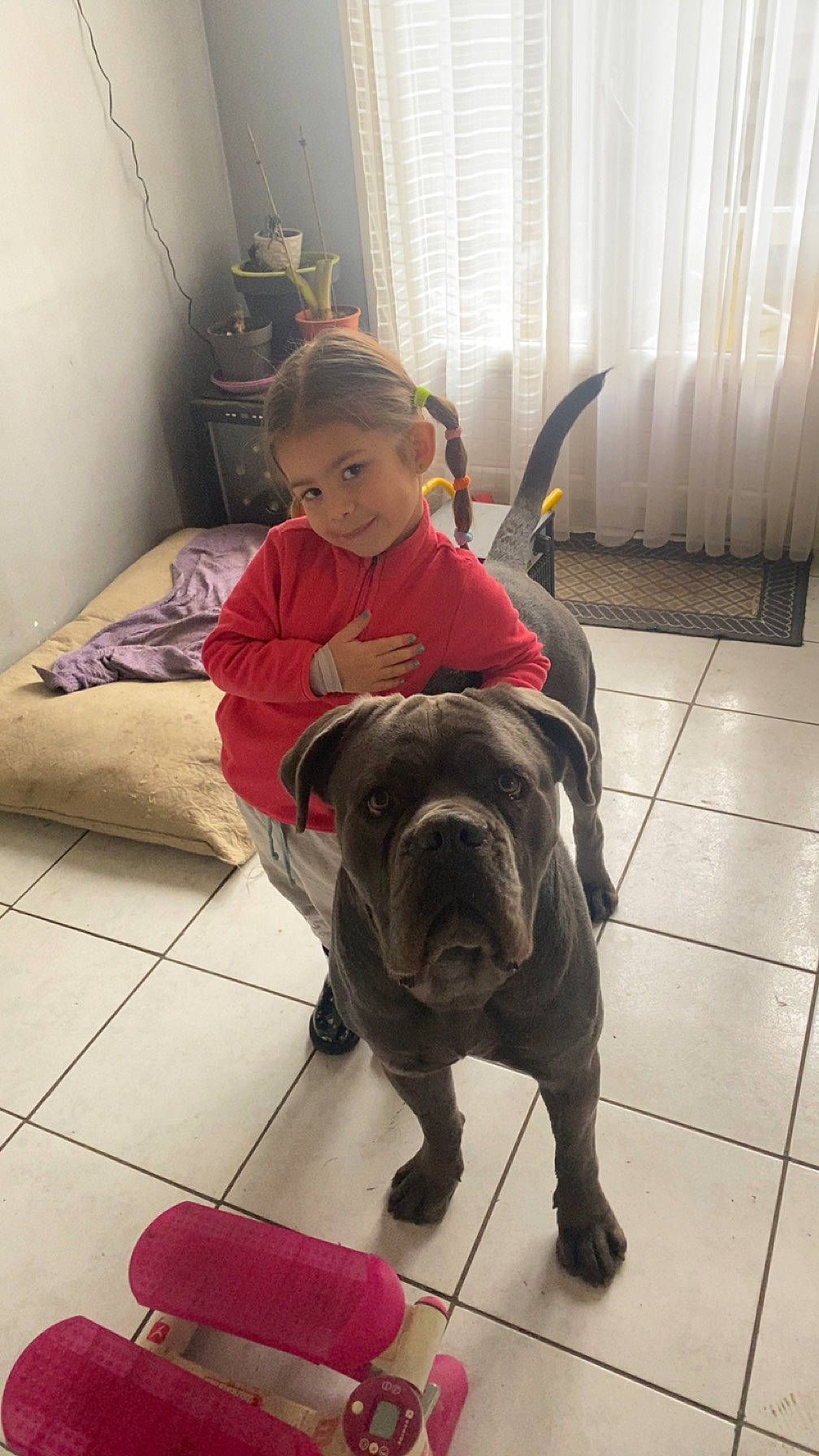 Shark participe au concours pour gagner de l'argent avec cette photo : carnivore, chair, collar, comfort, companion_dog, curtain, dog, dog_breed, dog_collar, fawn, floor, flooring, leash, liver, shoe, snout, sporting_group, tail, toddler, working_animal