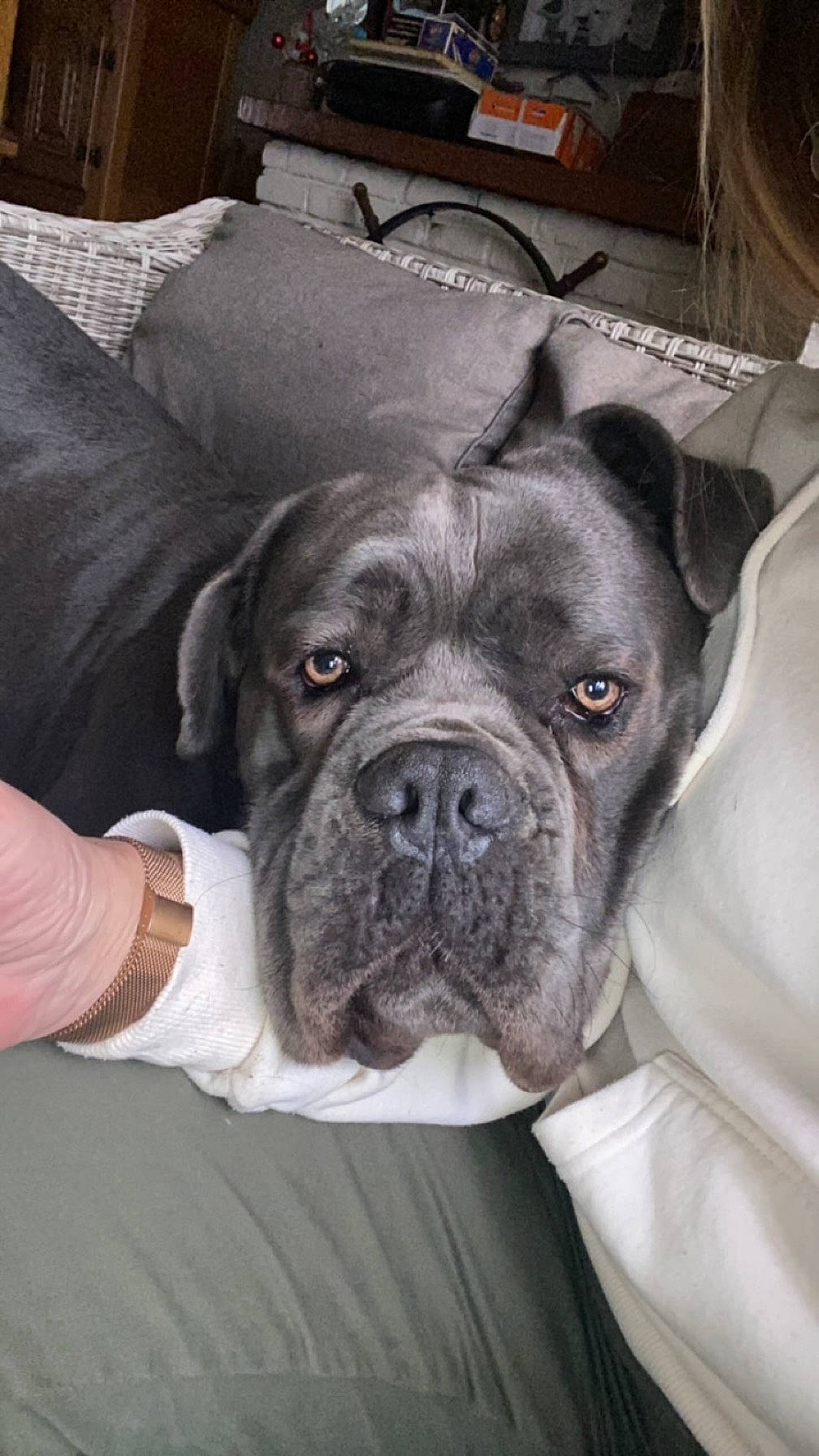 Shark participe au concours pour gagner de l'argent avec cette photo : bored, boxer, canidae, carnivore, collar, comfort, companion_dog, dog, dog_breed, dog_collar, fawn, fur, giant_dog_breed, molosser, snout, sporting_group, whiskers, working_animal, working_dog, wrinkle