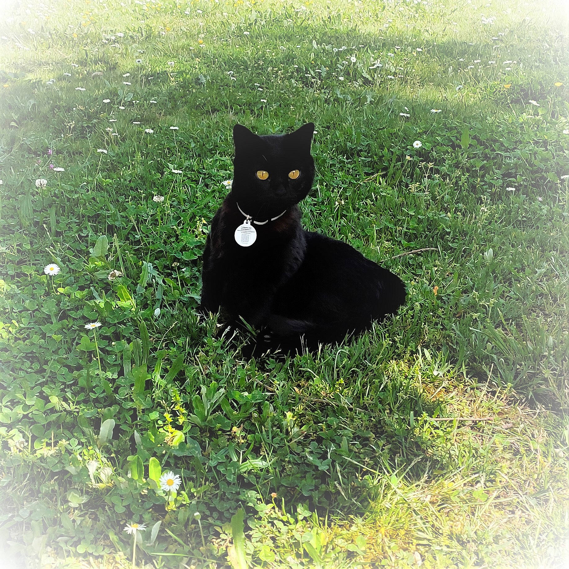 Diane a rejoint le concours — aidez-le/la à gagner de superbes lots ! black_cat, bombay, carnivore, cat, domestic_short_haired_cat, felidae, grass, grassland, groundcover, lawn, plant, rectangle, shadow, sitting, small_to_medium_sized_cats, snout, tail, terrestrial_animal, tints_and_shades, whiskers