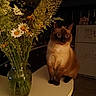 cat, siamese_cat, flower_vase, wildflowers, daisies, table, kitchen, refrigerator, indoor, pet, animal, feline, domestic_cat, plant, greenery, still_life, brown_cat, curious, sitting, home