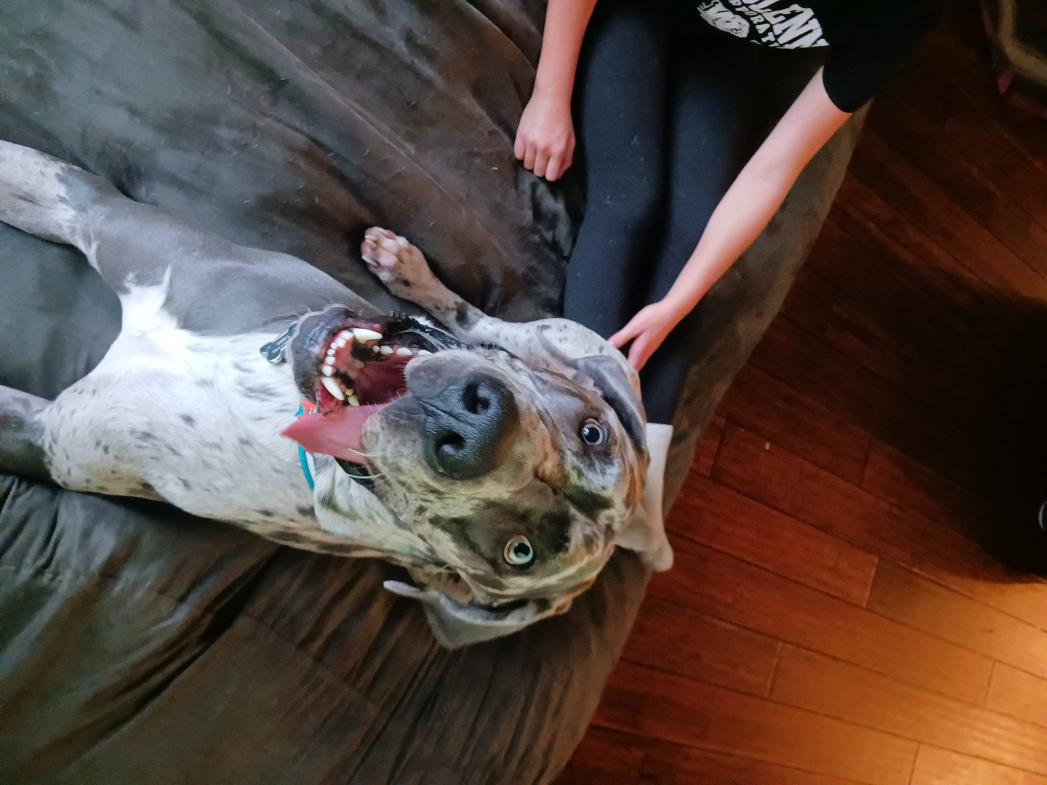 Choogie is registered to the contest to win money with this photo: blowfish, bony_fish, fish, fish_products, flesh, flooring, hardwood, human_leg, meat, oily_fish, ray_finned_fish, recreation, reptile, seafood, snout, varnish, vertebrate, wood, wood_flooring