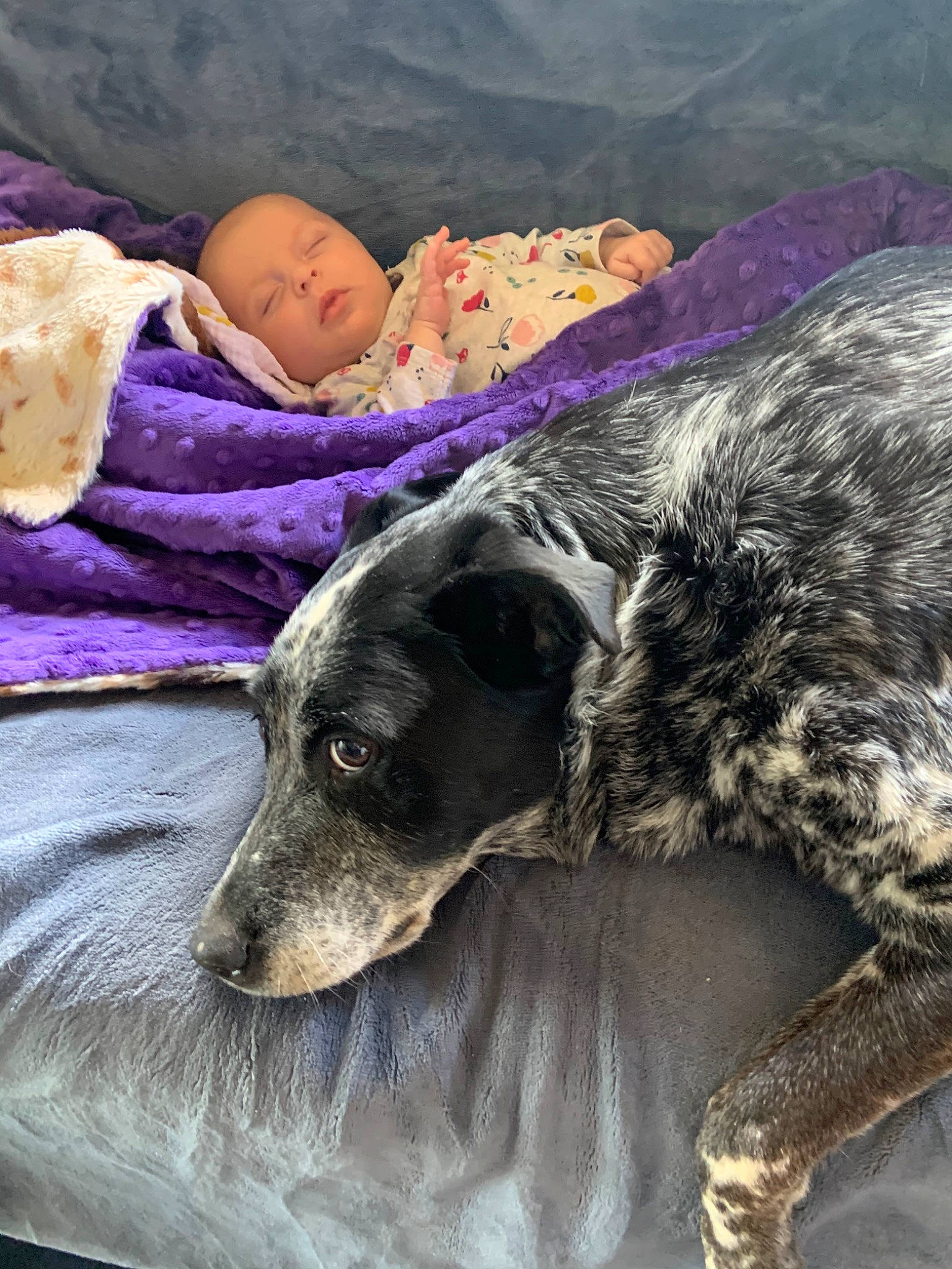 Harleigh joined the competition — help win amazing prizes! baby, bedding, canidae, carnivore, cloud, comfort, companion_dog, dog, dog_breed, fawn, guard_dog, happy, linens, love, mountain, nap, person, snout, sporting_group, working_animal