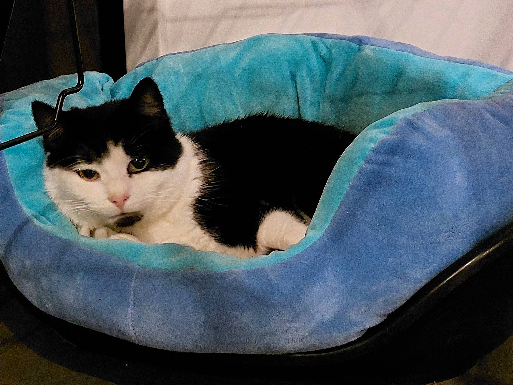 Stich a rejoint le concours — aidez-le/la à gagner de superbes lots ! automotive_tire, box, carnivore, cat, cat_bed, cat_furniture, cat_supply, comfort, domestic_short_haired_cat, felidae, fur, grey, paw, pet_supply, sitting, small_to_medium_sized_cats, snout, tail, whiskers, window