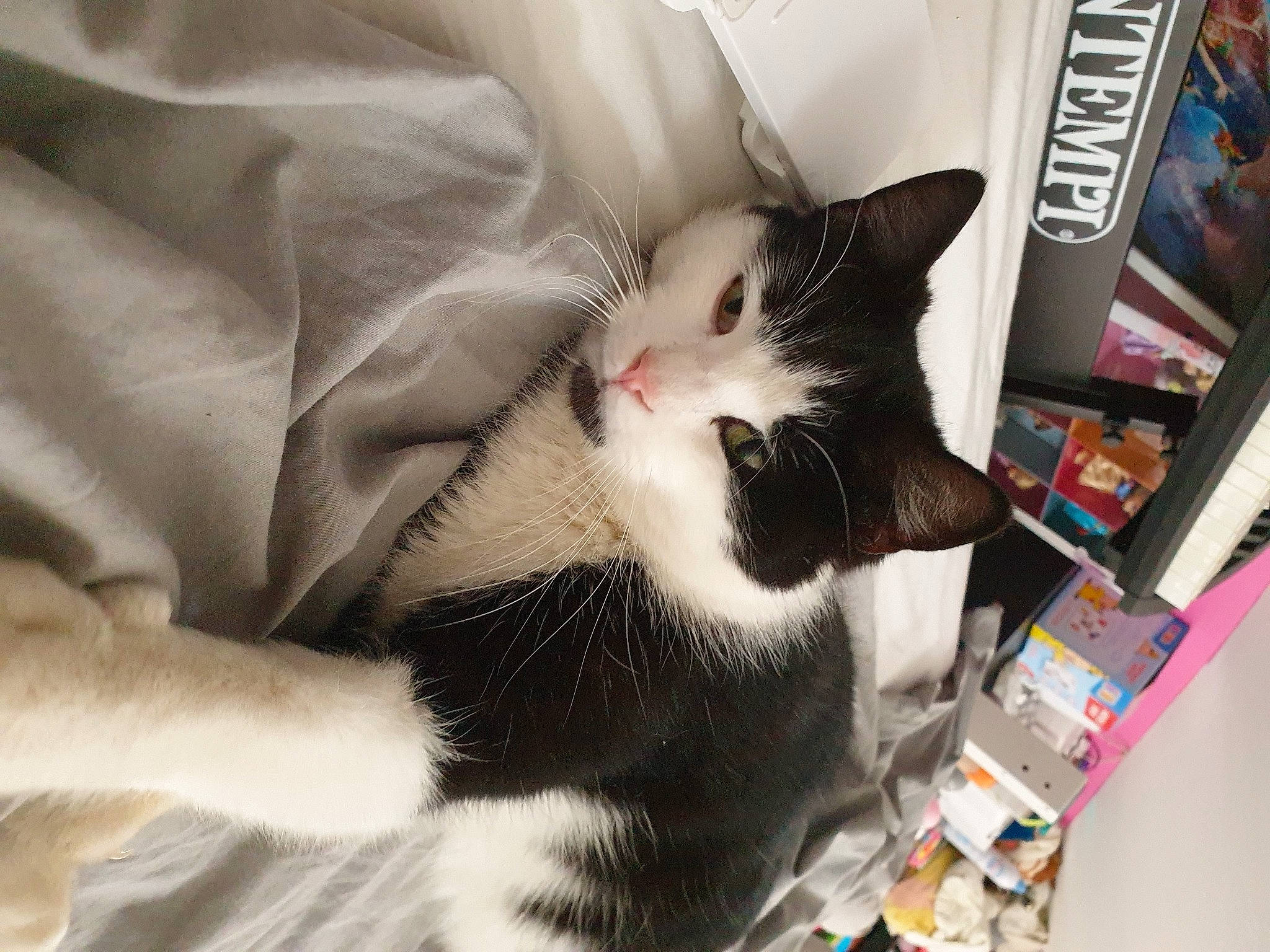 Stich participe au concours pour gagner de l'argent avec cette photo : bookcase, box, cardboard, carnivore, cat, comfort, domestic_short_haired_cat, felidae, fur, packaging_and_labeling, paper_product, paw, publication, room, shelf, shelving, small_to_medium_sized_cats, tail, whiskers