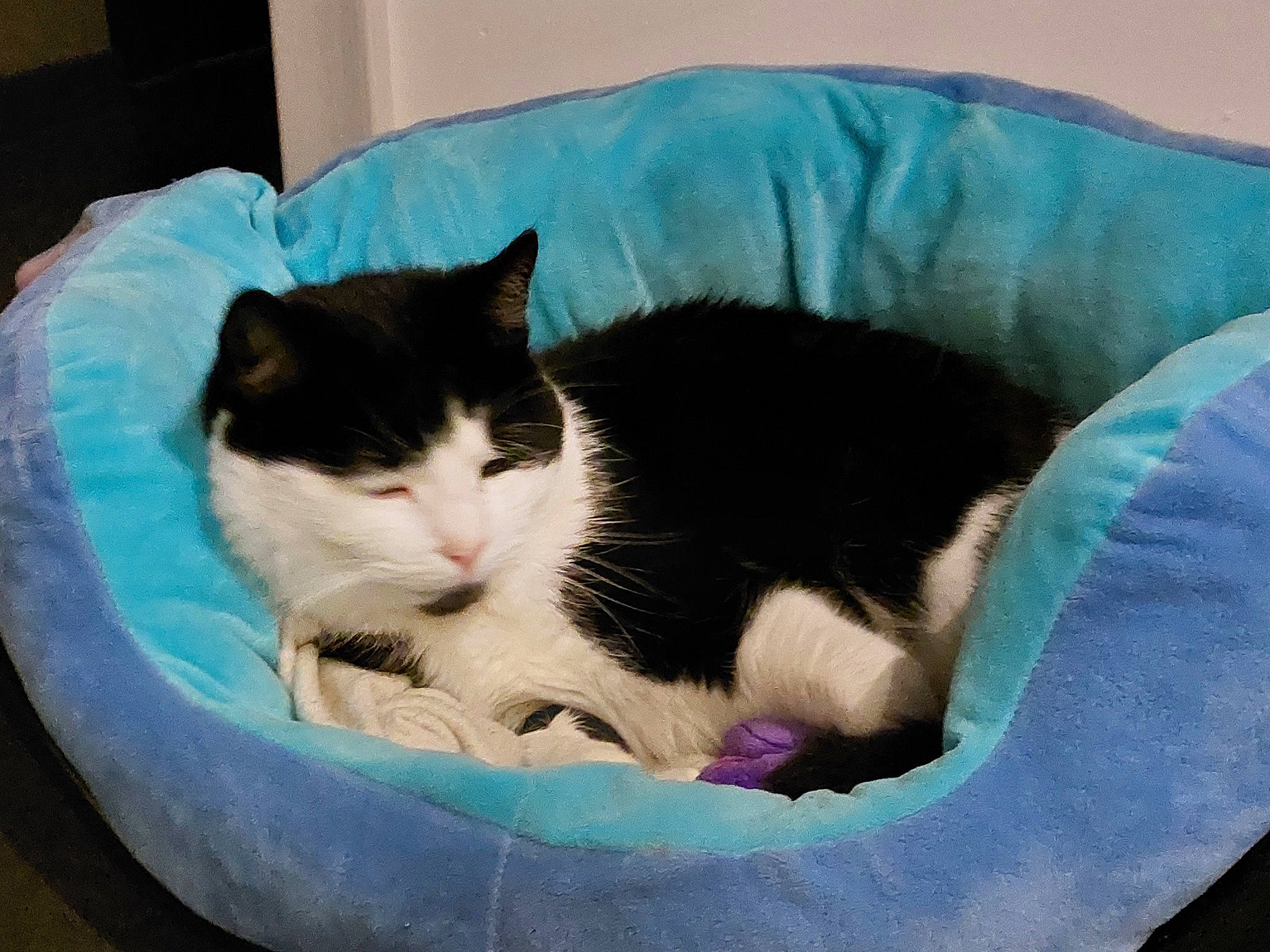 Stich a rejoint le concours — aidez-le/la à gagner de superbes lots ! box, cardboard, carnivore, cat, cat_bed, cat_supply, comfort, domestic_short_haired_cat, felidae, foot, fur, linens, nap, paw, pet_supply, small_to_medium_sized_cats, snout, tail, vertebrate, whiskers