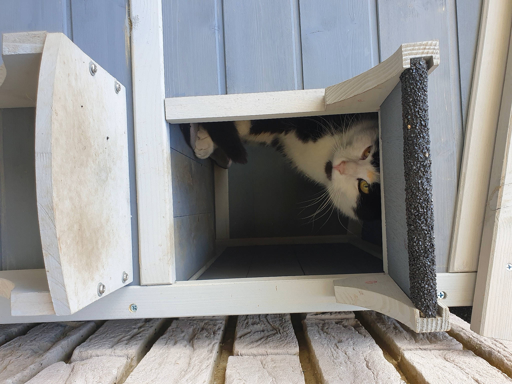 Stich a rejoint le concours — aidez-le/la à gagner de superbes lots ! carnivore, cat, chair, domestic_short_haired_cat, felidae, fur, gas, hardwood, house, metal, pet_supply, plank, plywood, rectangle, room, small_to_medium_sized_cats, table, tail, whiskers, wood