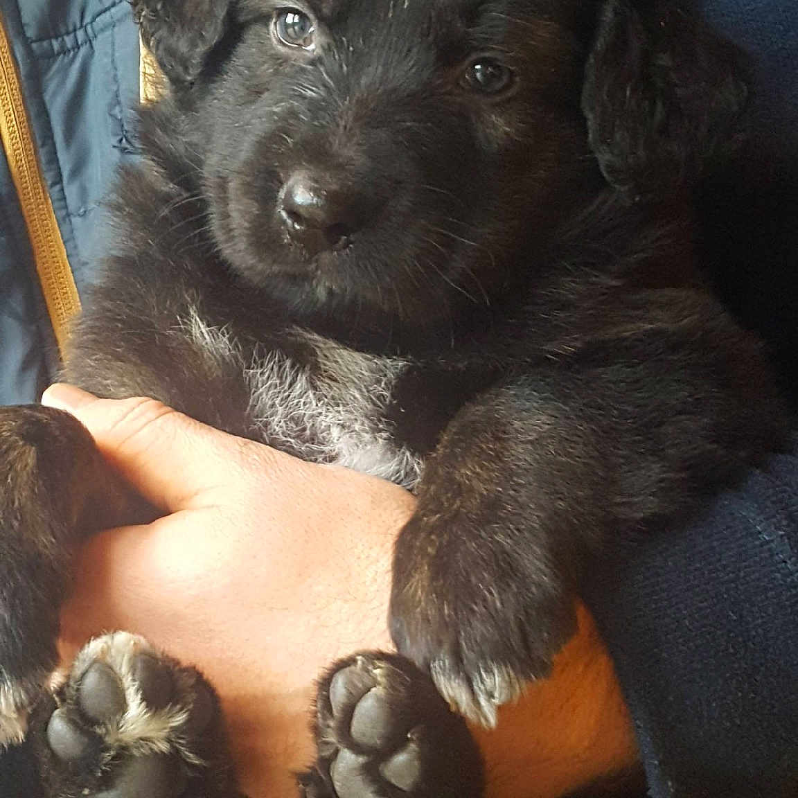 Tacos a rejoint le concours — aidez-le/la à gagner de superbes lots ! borador, carnivoran, dog, dog_breed, dog_breed_group, dog_like_mammal, patterdale_terrier, puppy, rare_breed_dog, schnoodle, sporting_group, vulnerable_native_breeds