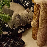 Mabel And Iris is registered to the contest to win money with this photo: kitten, cat, sleeping, cozy, blanket, paw_print, bed, scratching_post, fur, cute, pet, indoor, resting, feline, close_up, animal, home, soft, cuddle, relax