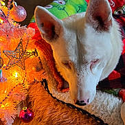 Princess Pinky Puca joined the competition — help win amazing prizes! dog, white_dog, sleeping, christmas_tree, ornaments, star, lights, blanket, bed, cozy, holiday, festive, fur, indoor, decorations, resting, nose, ears, warm, red_and_black_plaid