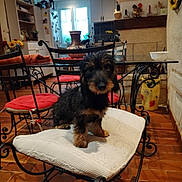 Alpine a rejoint le concours — aidez-le/la à gagner de superbes lots ! animal, black, brown, chair, cozy, cushion, decor, dog, domestic, furniture, indoor, iron_chair, kitchen, pet, plant, puppy, table, tile_floor, vase, window