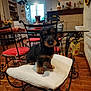 animal, black, brown, chair, cozy, cushion, decor, dog, domestic, furniture, indoor, iron_chair, kitchen, pet, plant, puppy, table, tile_floor, vase, window