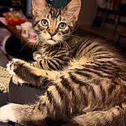 Willow Grace is registered to the contest to win money with this photo: kitten, tabby, cat, feline, pet, animal, indoor, close_up, whiskers, fur, striped, cute, curious, eyes, relaxed, soft_light, blurred_background, domestic, young, lying_down