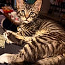 kitten, tabby, cat, feline, pet, animal, indoor, close_up, whiskers, fur, striped, cute, curious, eyes, relaxed, soft_light, blurred_background, domestic, young, lying_down