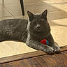 cat, gray_cat, pet, animal, indoor, floor, tile_floor, wood_floor, ball, toy, sunlight, shadow, relaxed, laying_down, paw, ear, whiskers, feline, domestic_cat, calm