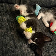 Gunter joined the competition — help win amazing prizes! kitten, cat, tuxedo_cat, black_and_white_cat, toy, corn_toy, strawberry_toy, blue_toy, paws, whiskers, green_yellow_toy, couch, upholstery, indoor, pet, playful, cozy, close_up, fur, eyes