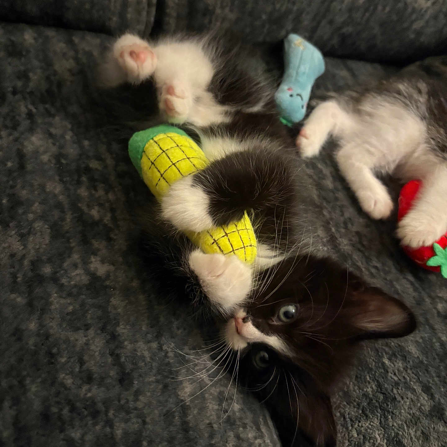 Gunter joined the competition — help win amazing prizes! black_and_white_cat, blue_toy, cat, close_up, corn_toy, couch, cozy, eyes, fur, green_yellow_toy, indoor, kitten, paws, pet, playful, strawberry_toy, toy, tuxedo_cat, upholstery, whiskers