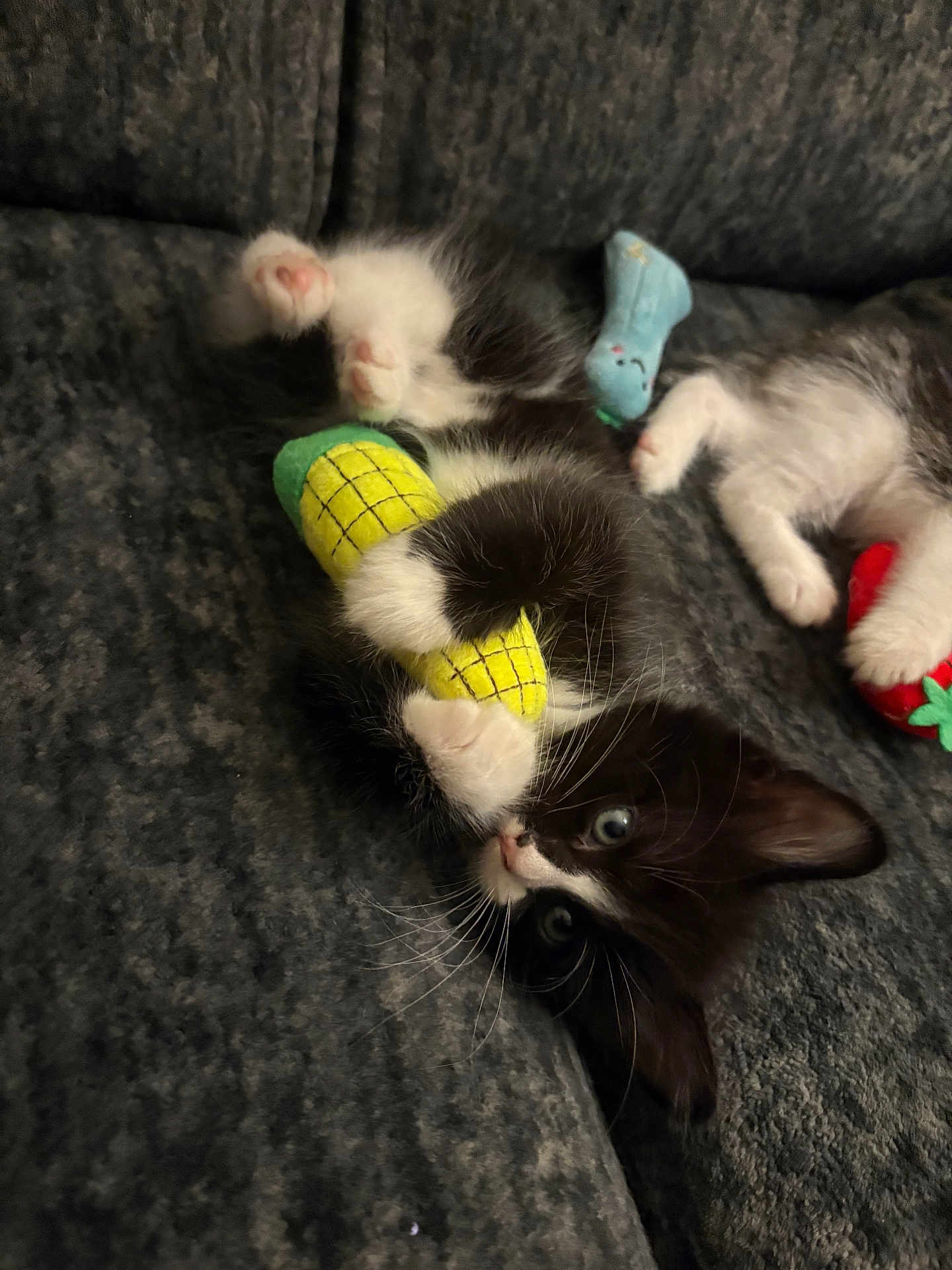 Gunter joined the competition — help win amazing prizes! kitten, cat, tuxedo_cat, black_and_white_cat, toy, corn_toy, strawberry_toy, blue_toy, paws, whiskers, green_yellow_toy, couch, upholstery, indoor, pet, playful, cozy, close_up, fur, eyes