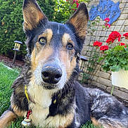 Ozzie is registered to the contest to win money with this photo: dog, pet, portrait, close_up, grass, garden, flowers, geraniums, brick_wall, collar, dog_tag, ears, nose, muzzle, fur, greenery, outdoor, lawn, lamp, potted_plant