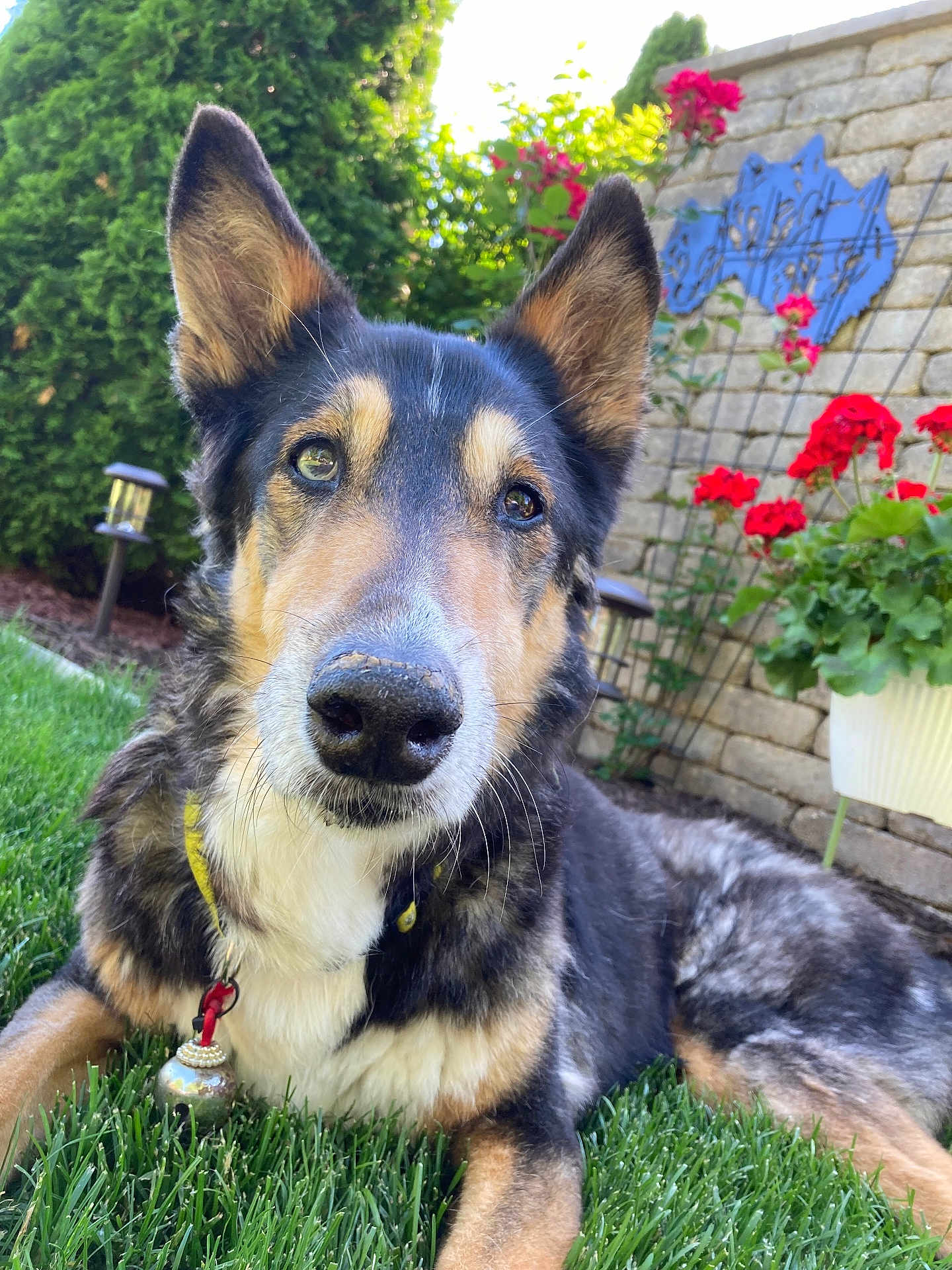 Ozzie is registered to the contest to win money with this photo: dog, pet, portrait, close_up, grass, garden, flowers, geraniums, brick_wall, collar, dog_tag, ears, nose, muzzle, fur, greenery, outdoor, lawn, lamp, potted_plant
