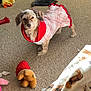 Lolly is registered to the contest to win money with this photo: animal, blanket, carpet, clothing, cozy, cute, dog, floor, furniture, home, indoor, looking_up, pet, pink, playful, plush_toy, red, small_dog, sweater, toy