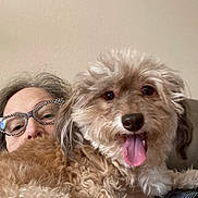 Lolly is registered to the contest to win money with this photo: brown_fur, casual, closeup, companion, couch, cozy, curly_fur, dog, eyewear, face, fluffy, glasses, happy, home, indoor, person, pet, relaxing, smile, tongue_out