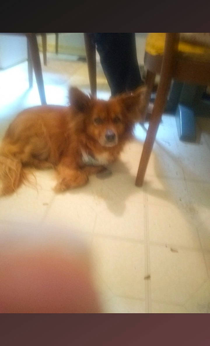 Fóxy joined the competition — help win amazing prizes! carnivore, chihuahua, companion_dog, dog, dog_breed, fawn, floor, flooring, fur, hardwood, liver, snout, spitz, sporting_group, tail, terrestrial_animal, toy_dog, whiskers, wood, working_animal