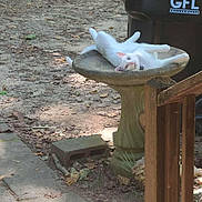 Snowball is registered to the contest to win money with this photo: cat, white_cat, birdbath, outdoor, backyard, stone, relaxed, playful, animal, pet, feline, nature, leaf_litter, sunlight, brick, fence, curious, resting, ground, daylight