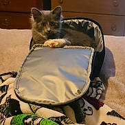 Cindy is registered to the contest to win money with this photo: kitten, cat, pet, animal, feline, gray_fur, soft_bag, blanket, indoor, cozy, resting, curious, cute, young_cat, furniture, wooden_drawer, carpet, relaxed, paw, home