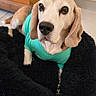 Gus participe au concours pour gagner de l'argent avec cette photo : dog, basset_hound, pet, animal, portrait, sitting, turquoise_shirt, clothing, floppy_ears, long_ears, brown_and_white, black_bed, fluffy_blanket, indoor, home, wooden_furniture, stone_wall, floor, close_up, cute