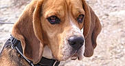 Gus participe au concours pour gagner de l'argent avec cette photo : beagle, dog, canine, pet, animal, portrait, close_up, face, head, floppy_ears, brown_fur, white_fur, black_collar, collar, outdoor, stone_background, serious_expression, looking_at_camera, photography, centered_subject