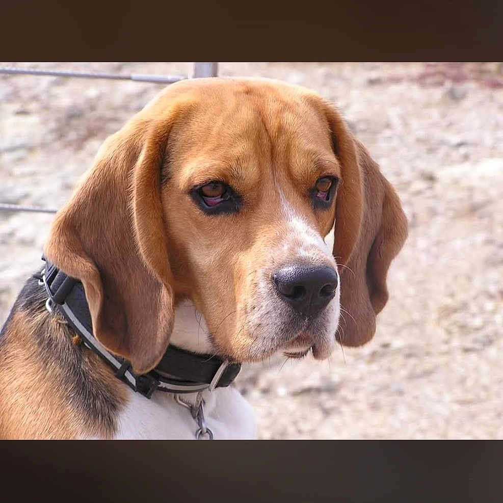 Gus