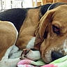 dog, beagle, puppy, pet, canine, sleeping, lying_down, side_eye, brown_fur, black_and_tan, white_markings, floppy_ears, nose, eyes, blanket, couch, indoors, cozy, portrait, animal_photography