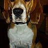 Gus a rejoint le concours — aidez-le/la à gagner de superbes lots ! dog, beagle, pet, animal, portrait, sitting, indoors, brown_and_white, floppy_ears, large_nose, sad_expression, looking_at_camera, short_hair, white_chest, paws, dark_background, warm_lighting, centered_composition, close_up, photography