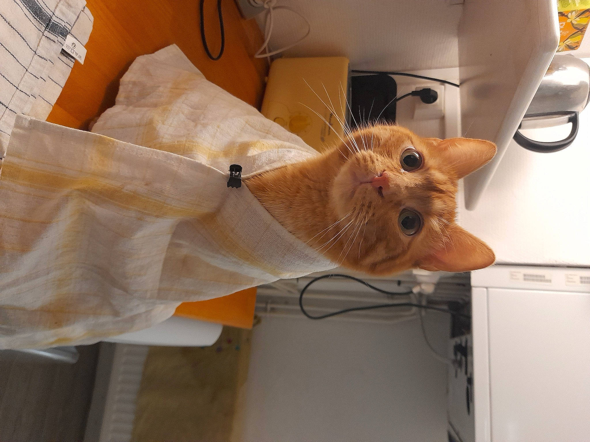 Gollum participe au concours pour gagner de l'argent avec cette photo : cabinetry, carnivore, cat, domestic_short_haired_cat, electrical_wiring, fawn, felidae, fur, home_appliance, paper, paper_product, refrigerator, room, small_to_medium_sized_cats, tail, whiskers, wood