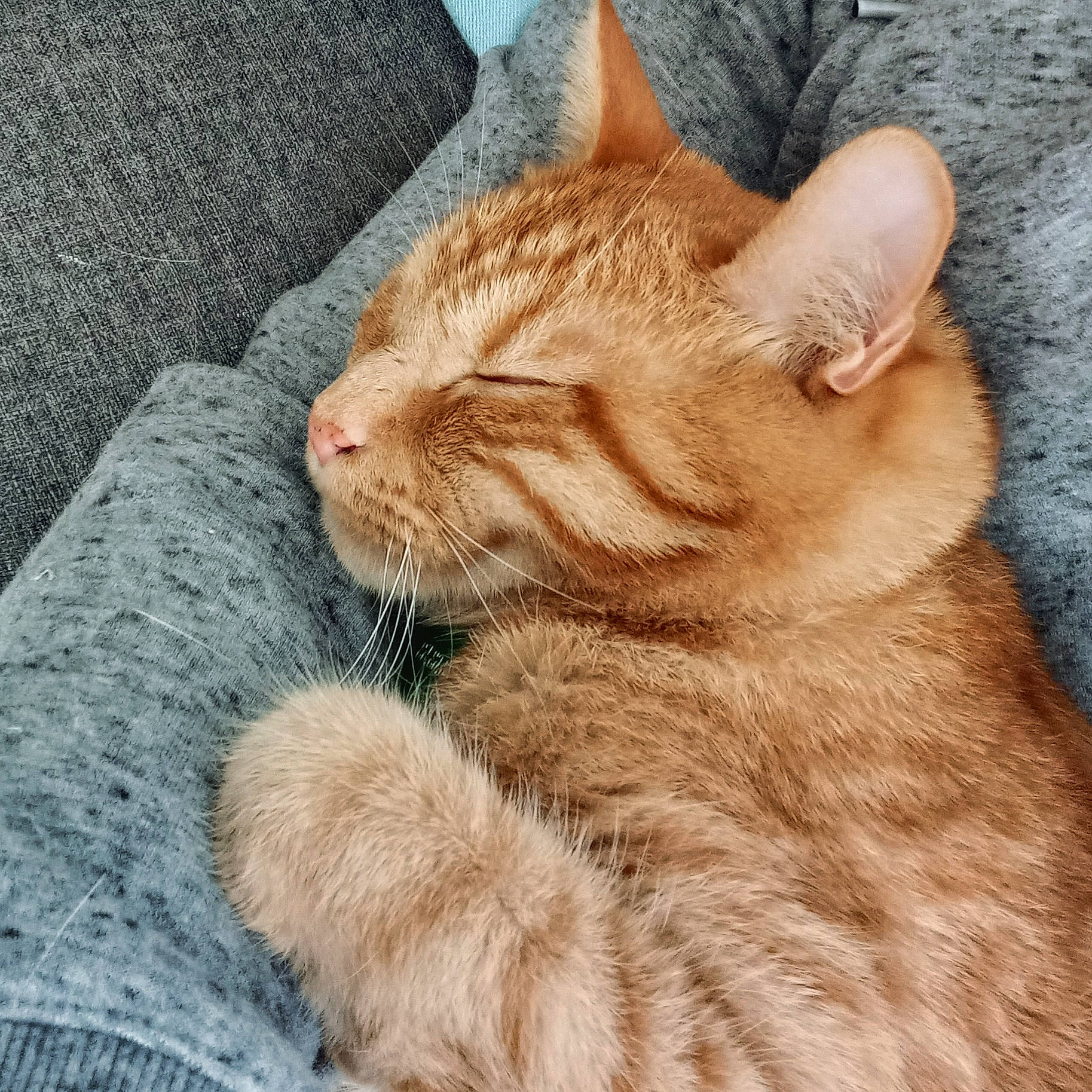 Gollum participe au concours pour gagner de l'argent avec cette photo : carnivore, cat, claw, comfort, domestic_short_haired_cat, eye, fawn, felidae, fur, gesture, paw, sitting, small_to_medium_sized_cats, snout, tail, terrestrial_animal, whiskers, wildlife, wood, wrinkle