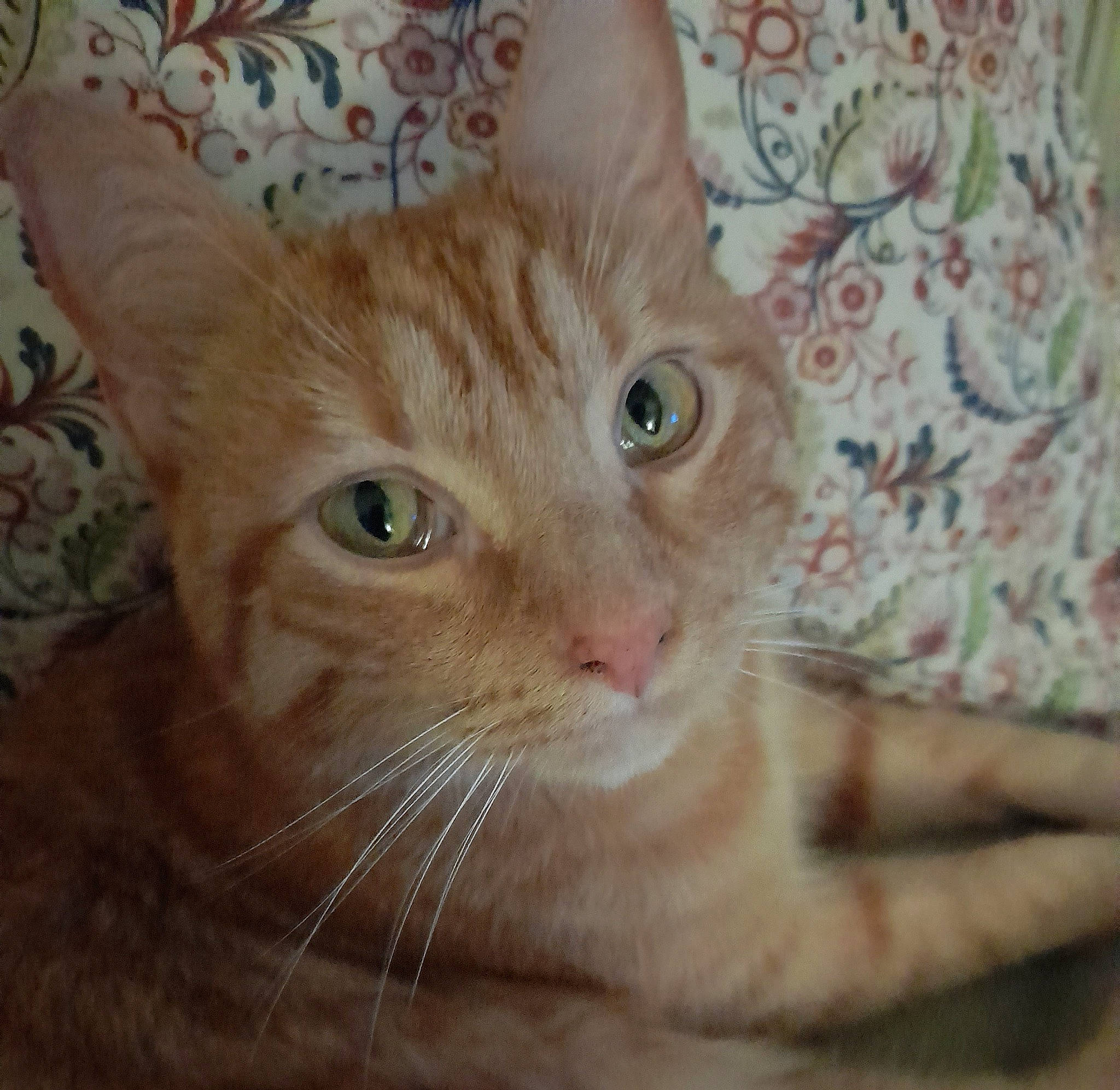 Gollum participe au concours pour gagner de l'argent avec cette photo : carnivore, cat, claw, comfort, domestic_short_haired_cat, ear, fawn, felidae, fur, iris, paw, small_to_medium_sized_cats, snout, tail, terrestrial_animal, whiskers, window