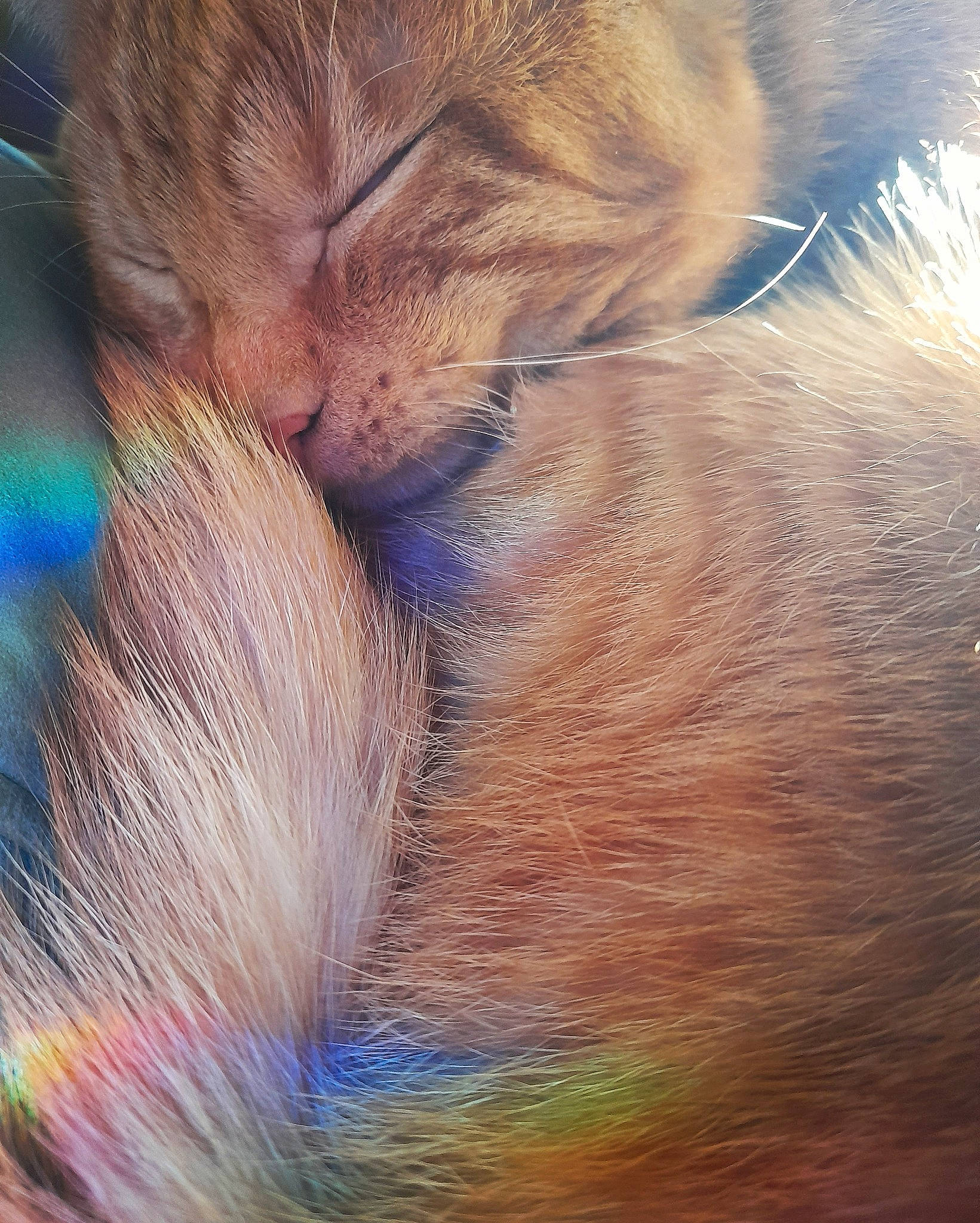 Gollum participe au concours pour gagner de l'argent avec cette photo : art, carnivore, cat, claw, close_up, domestic_short_haired_cat, ear, electric_blue, felidae, fur, macro_photography, nap, nose, paw, small_to_medium_sized_cats, tail, terrestrial_animal, whiskers, wildlife, wrinkle