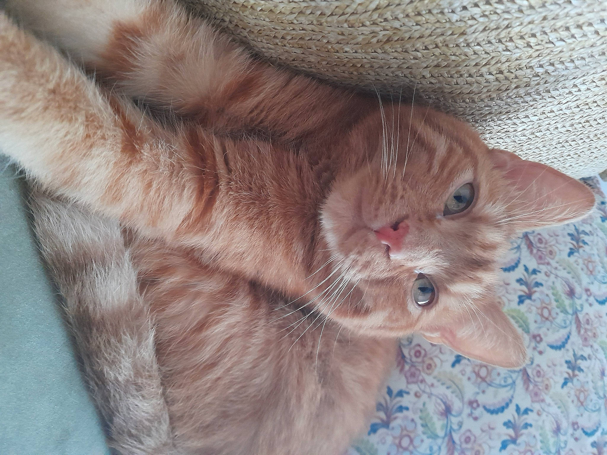 Gollum participe au concours pour gagner de l'argent avec cette photo : carnivore, cat, claw, domestic_short_haired_cat, ear, fawn, felidae, fur, liver, paw, small_to_medium_sized_cats, snout, tail, terrestrial_animal, whiskers