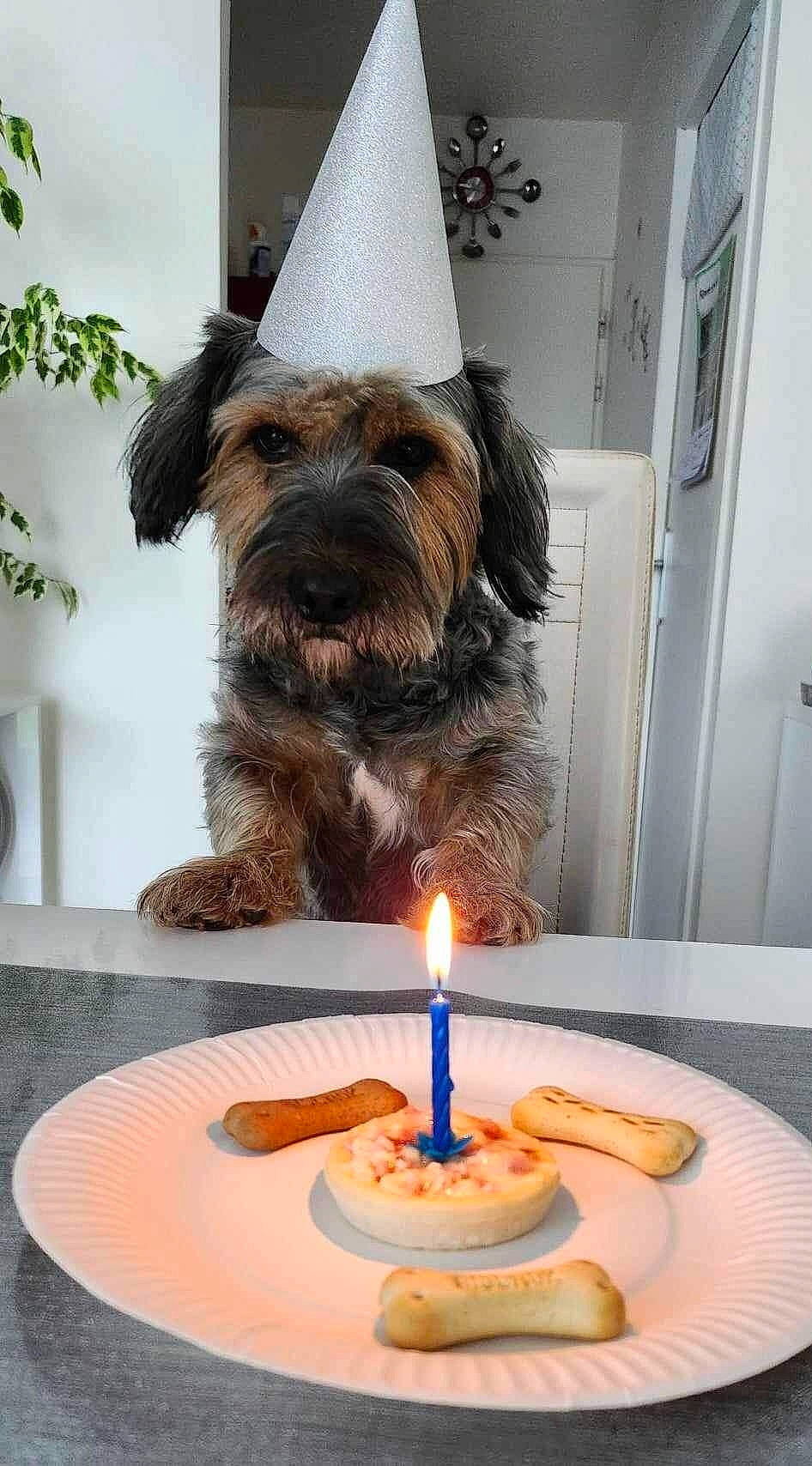Nelson participe au concours pour gagner de l'argent avec cette photo : birthday_cake, birthday_candle, cake_decorating, cake_decorating_supply, candle, carnivore, chair, companion_dog, cuisine, dog, dog_breed, door, flame, food, lighting, plate, sporting_group, table, tableware, toy_dog