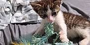 Ziggy is registered to the contest to win money with this photo: kitten, toy, feathers, bed, blanket, fabric, cat, playful, indoor, fur, whiskers, paw, striped, young, pet, cute, curious, closeup, feline, domestic
