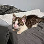 Ziggy joined the competition — help win amazing prizes! kitten, cat, animal, pet, feline, young, cute, indoor, bed, blanket, gray, white, brown, fur, ears, whiskers, eyes, curious, small, cozy