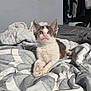 Ziggy is registered to the contest to win money with this photo: kitten, cat, pet, animal, indoor, bed, blanket, towel, fur, ears, whiskers, face, eyes, cute, resting, young, domestic, cozy, gray, white