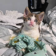 Ziggy is registered to the contest to win money with this photo: kitten, cat, pet, animal, bed, blanket, toy, striped, fur, whiskers, ears, eyes, cute, indoor, cozy, soft, resting, small, young, curious