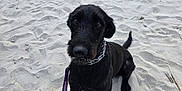 Dracko joined the competition — help win amazing prizes! dog, black_dog, sand, beach, leash, collar, pet, animal, outdoor, sitting, paw_prints, curious, canine, fur, snout, tail, daylight, nature, quiet, waiting